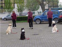 CANE DEL LUPO 2